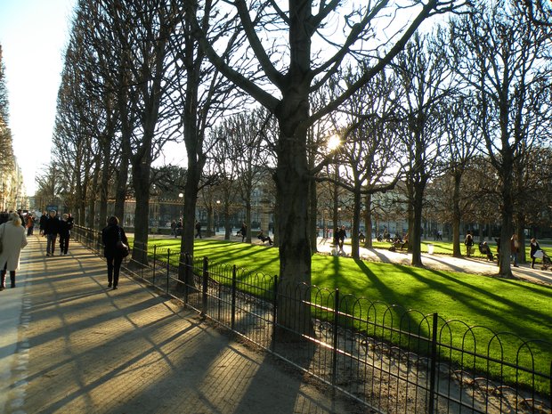  soleil de janvier, à travers les arbres du Luxembourg